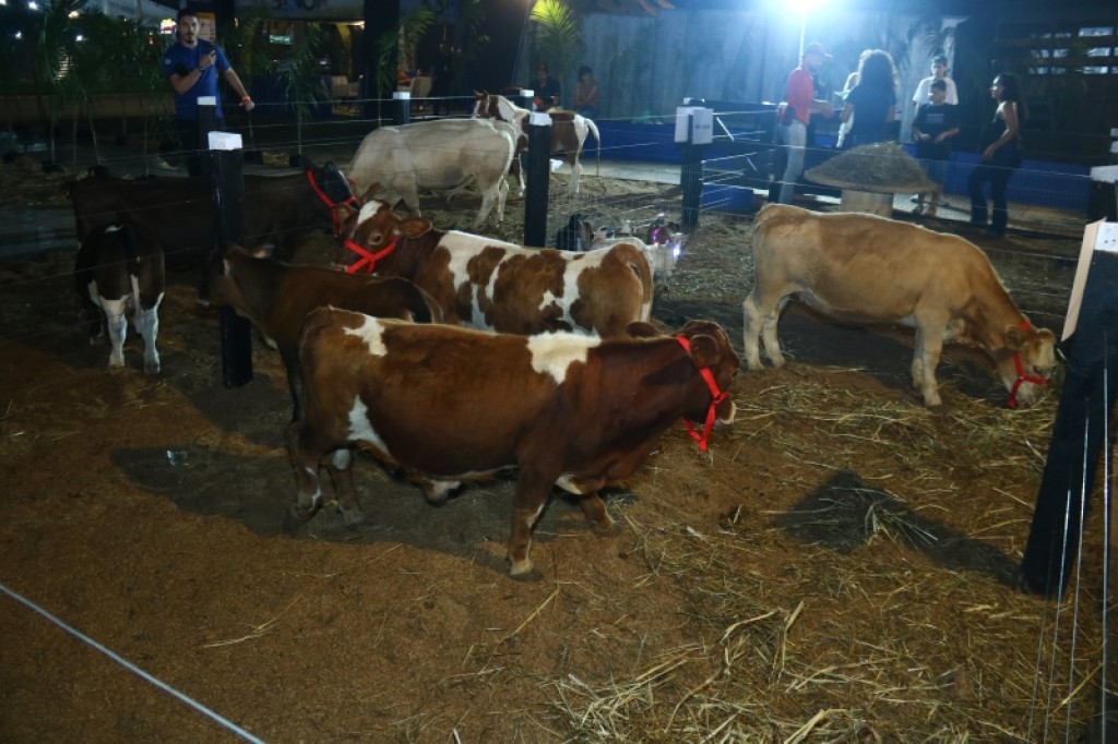 Dia da Família: Prefeitura de Sinop promove interação entre crianças e animais da mini fazenda neste domingo (24) na Exponorte