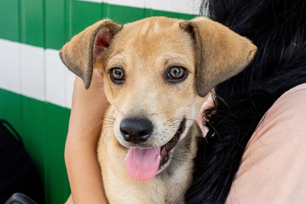 Adoções superam resgates e 35 animais encontram um novo lar no canil municipal
